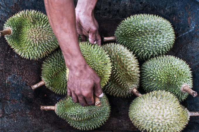 musang-king-091903_972.jpg Công nhân sắp xếp các trái sầu riêng Musang King lên xe cút kít tại Raub, Pahang, Malaysia. Ảnh: Bloomberg.