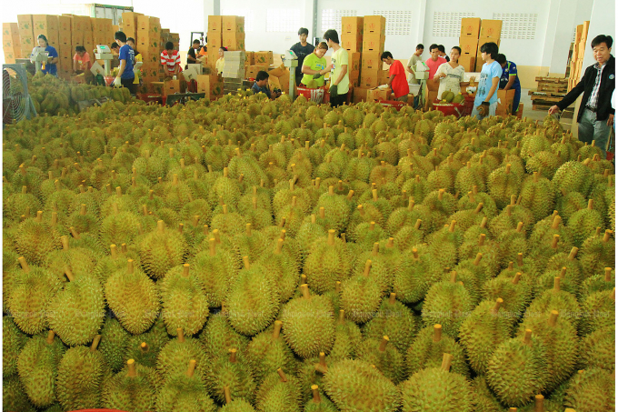 sau-rieng-thai-lan-091200_469.jpg Sầu riêng Thái Lan được đóng gói trước khi xuất đi Trung Quốc. Ảnh: Bangkok Post.