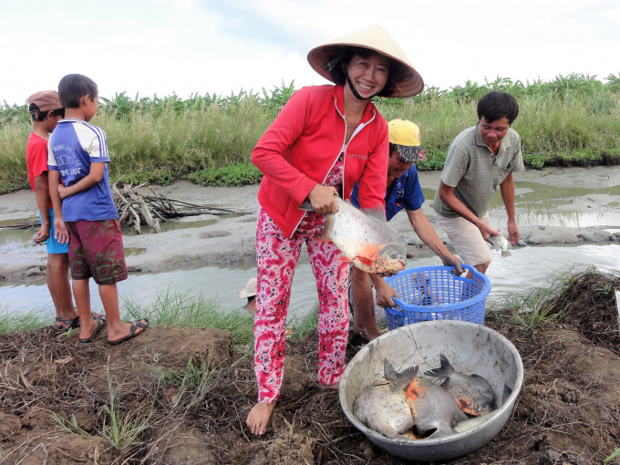 People in An Bien - An Minh areas grow aquaculture in the coastal protective forest canopy, ensuring sustainable livelihoods and protecting the forest. Photo: Trung Chanh.