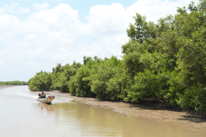 Kiên Giang Province has made efforts to restore the coastal protective forest to effectively protect the dyke system and people's livelihoods. Photo: Trung Chanh.