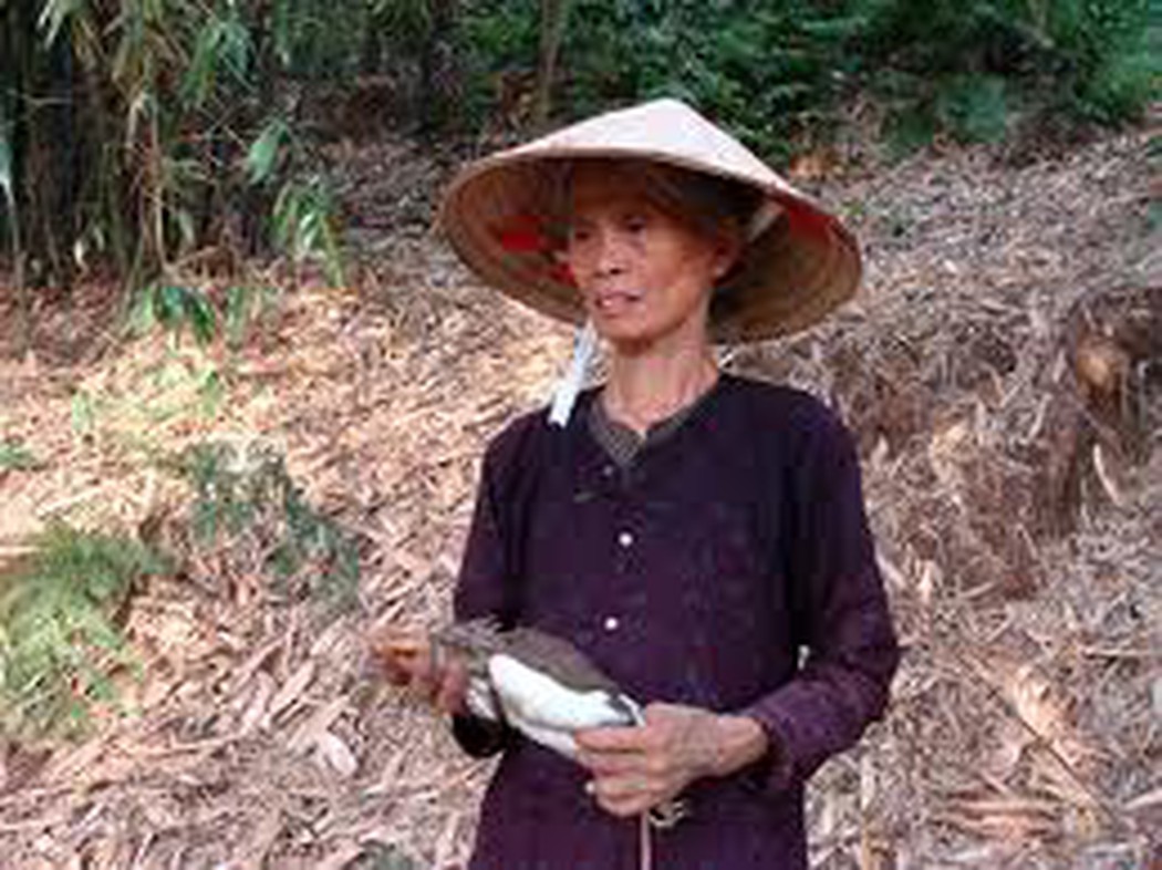 Trong bóng tối nhập nhoạng của vùng sơn cước heo hút, bà Khiêm vẫn đôi mắt trũng sâu, vẫn giọng thở thều thào nhớ lại kỉ niệm khi đàn cò về đây quần cư kin kít trên khu vườn nhà bà.