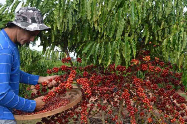Cập nhật giá cà phê mới nhất hôm nay 12/3/2021