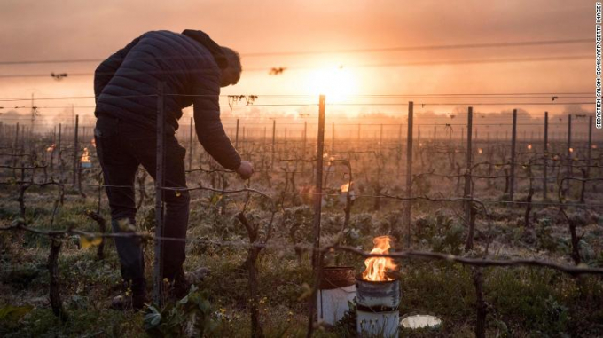 16-vineyard-3-172313_598.jpg Người nông dân kiểm tra chồi nho ở Luneau-Papin (Nantes). Ảnh: CNN.