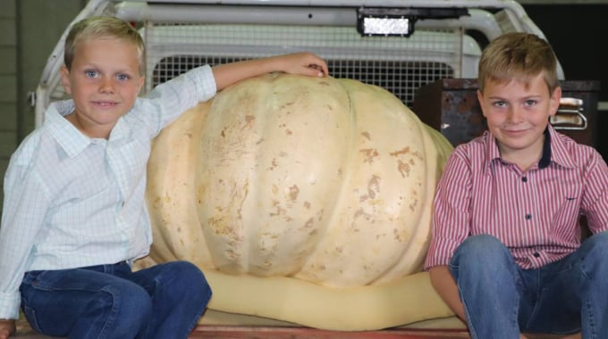 bi-ngo-khong-lo-1-144302_514.jpg Jimmy Finch và em trai Tom, đến từ vùng Bowenville, bên quả bí ngô nặng 171kg.
