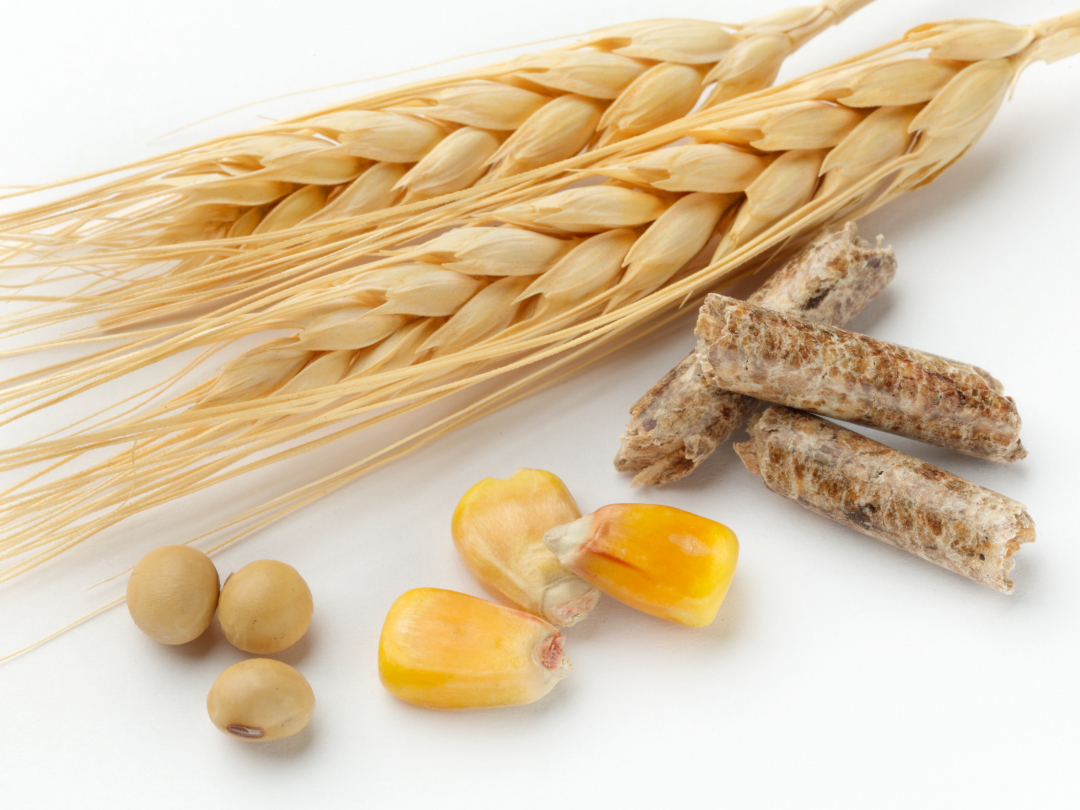 corn-feed-soybean-wheat-083125_524.jpeg Ảnh minh họa: Adobe Stock.