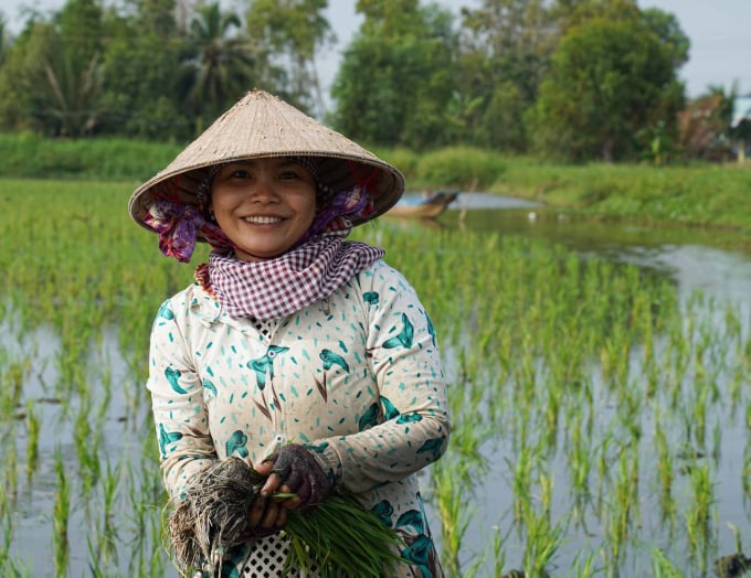 nnvn_h1-133255_882.jpg Nông dân thu hoạch lúa trên những cánh đồng hợp tác bao tiêu cùng gạo A An.