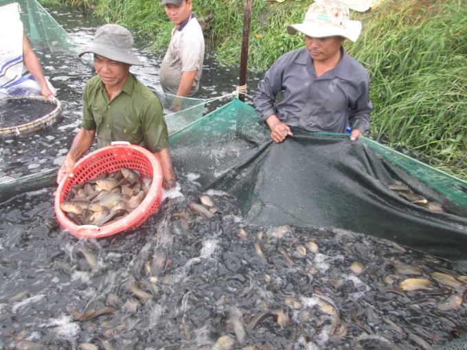 Aquaculture products of Kien Giang fishermen such as cobia, tilapia, red tilapia and gobio gobio, are in great need of consumption. Photo: Trung Chanh.