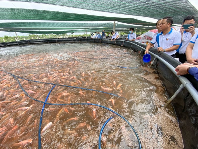 Kien Giang has about 1,500 tons of seafood harvested from now to the end of August, which needs to be connected for consumption. Photo: Trung Chanh.