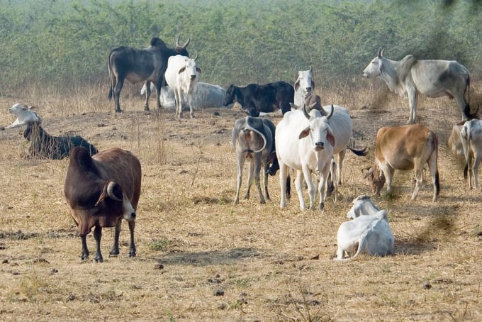 ghana-205049_815.jpeg Xung đột giữa người chăn thả gia súc và nông dân đang gia tăng ở Ghana. Ảnh minh họa: Flickr.