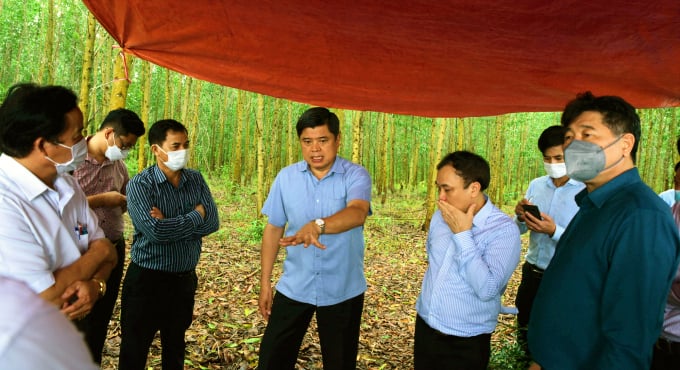 xay-dung-mo-hinh-diem-lang-san-xuat-nong-nghiep-huu-co-221457_10.jpeg Kiểm tra mô hình trồng rừng gỗ lớn ở huyện Phú Lộc. Ảnh: Hoàng Anh.