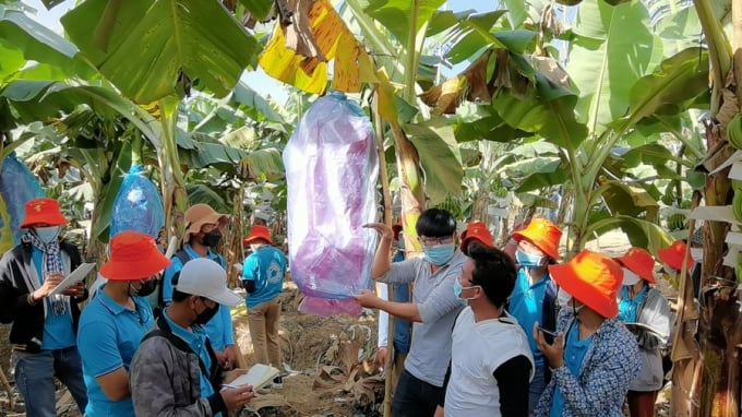 Sinh viên nông nghiệp Campuchia thăm vườn chuối ở tỉnh Kratie, Campuchia vào ngày 4/12/2021. Ảnh: Tân Hoa Xã.