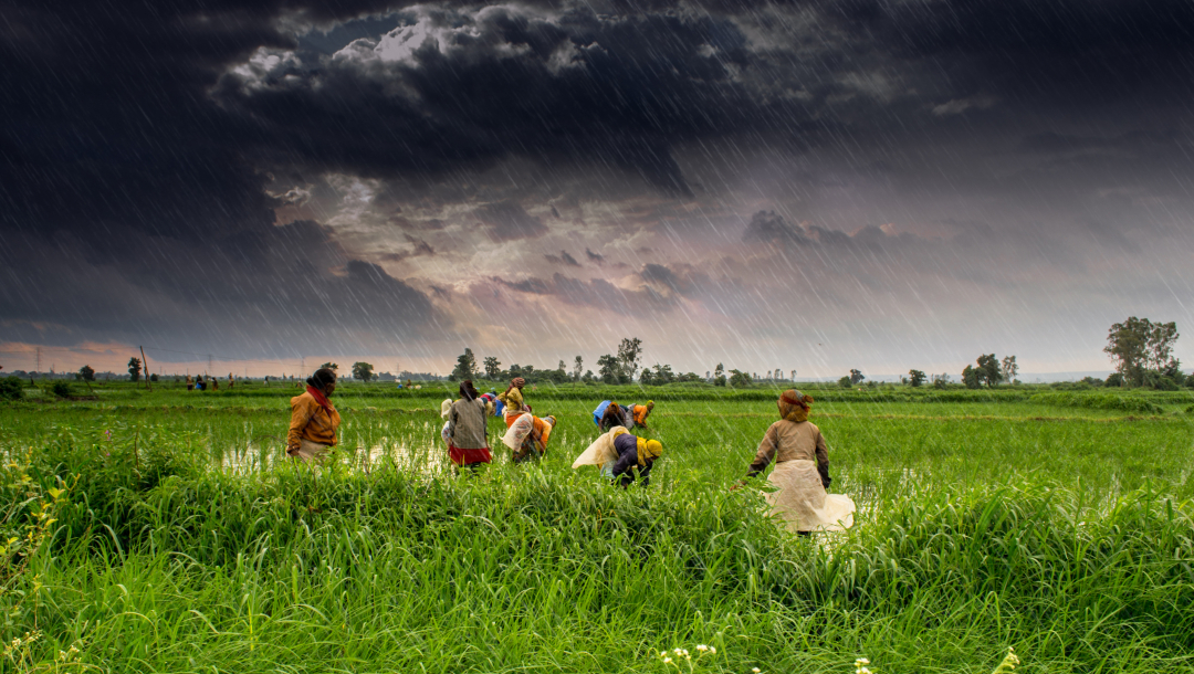 1_agriculture_and_rural_farms_of_india-220537_574.jpg Bên cạnh giảm phụ thuộc vào thủy lợi, giúp giảm thiểu việc sử dụng năng lượng và nước, canh tác tự nhiên cũng loại bỏ phân bón, một động thái cần thiết để cắt giảm lượng khí thải. Ảnh minh họa: Better India.