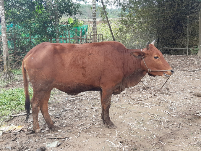 Chăn nuôi gia súc ở Thừa Thiên- Huế bị ảnh hưởng do mưa, rét kéo dài. Ảnh: Tiến Thành.