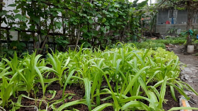 Đất trồng rau của trang trại được cải tạo hết sức bài bản từ việc trộn bùn ao nuôi thủy sản hữu cơ với trấu hun và phân giun quế, phơi nắng 4 - 6 tháng. Ảnh: Phạm Hiếu.