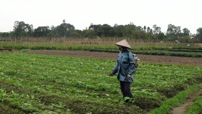 Sử dụng chế phẩm sinh học nhằm phòng trừ sâu, bệnh hại, tăng năng suất, chất lượng sản phẩm tại các diện tích canh tác của Công ty Việt Long. Ảnh: Viết Cường.