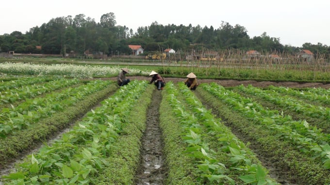 Mục tiêu lớn nhất của Công ty Việt Long là nghiên cứu các chế phẩm sinh học, phân bón hữu cơ nhằm đảm bảo an toàn cho hệ sinh thái vùng trồng và đảm bảo sức khỏe cho người tiêu dùng. Ảnh: Viết Cường.