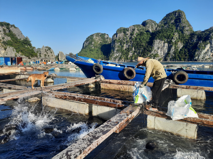 20211202_152708-010940_921.jpg Sản lượng nuôi trồng thuỷ sản của tỉnh Quảng Ninh đạt 149.900 tấn, tăng 5.400 tấn so với năm 2020. Ảnh: Nguyễn Thành