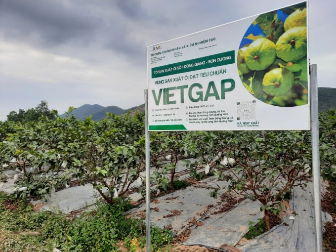 trong-oi-vietgap-giua-dai-dich-van-ban-dat-hang-144826_493.jpg Mô hình trồng ổi VietGAP đã giúp nâng cao giá trị sản phẩm, tăng thu nhập cho người nông dân. Ảnh: Nguyễn Thành