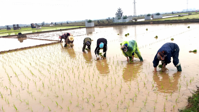 Farmers in Phuc Tho district go to the fields to plant winter-spring rice. Photo: Minh Phuc.