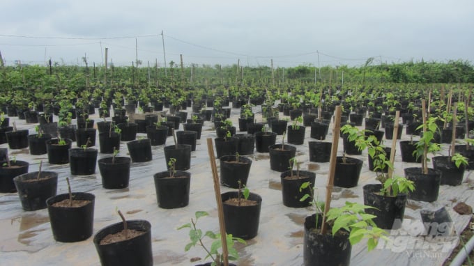 Các cành hoa giấy sau giâm ra rễ nhú mầm đã được chuyển trồng lên chậu nhựa. Ảnh.H.Tiến.