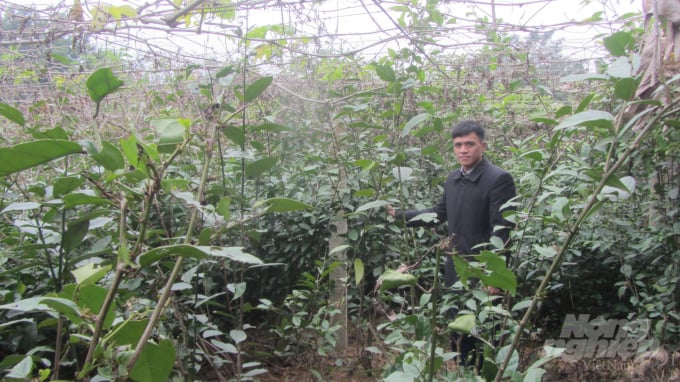 The Celastrus Hindsii garden of farmer Bui Hong Thuy. Photo: H. Tien.