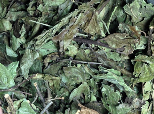 The dried Celastrus Hindsii of Hoa Binh Agricultural and Medicinal Plants Development Cooperative. Photo: TL.