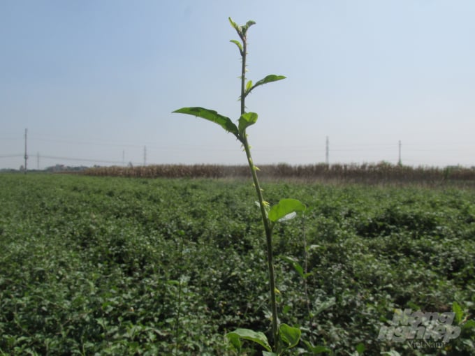 The model of planting Solanum Procumbens in Cu Yen Commune. Photo. H.Tien.