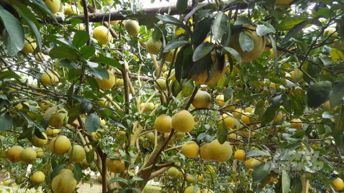 25-000616_215.jpg Bưởi đỏ Tân Lạc những năm trước quả luôn sai bện vào nhau. Ảnh: H.Tiến.