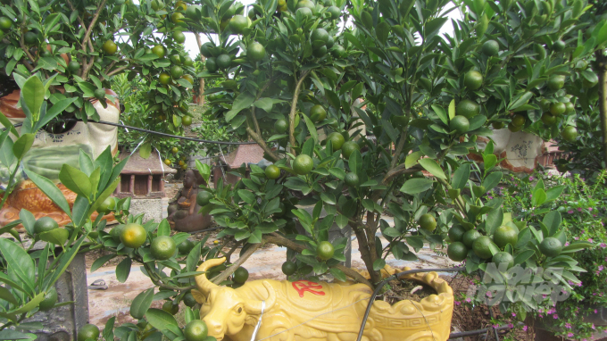 15-004129_201.jpg Nắm bắt được thị hiếu người tiêu dùng không chơi cảnh hổ trong nhà, Tết Nhâm Dần năm nay, các nhà vườn vẫn trồng quất trong con giống hình trâu. Vì con trâu được ví như đầu cơ nghiệp của nhà nông.. Một số quất được trồng trên tượng người dựng theo tích cổ, mang ý nghĩa giáo dục truyền thống nhân văn sâu sắc của người Việt xưa và nay. Mơ ước làm giàu ngày từ còn trẻ nhỏ. Trẻ thơ miền núi cũng cần mẫn mưu sinh. Làm nông cũng cần có tầm nhìn chiến lược như Gia Cát Lượng.