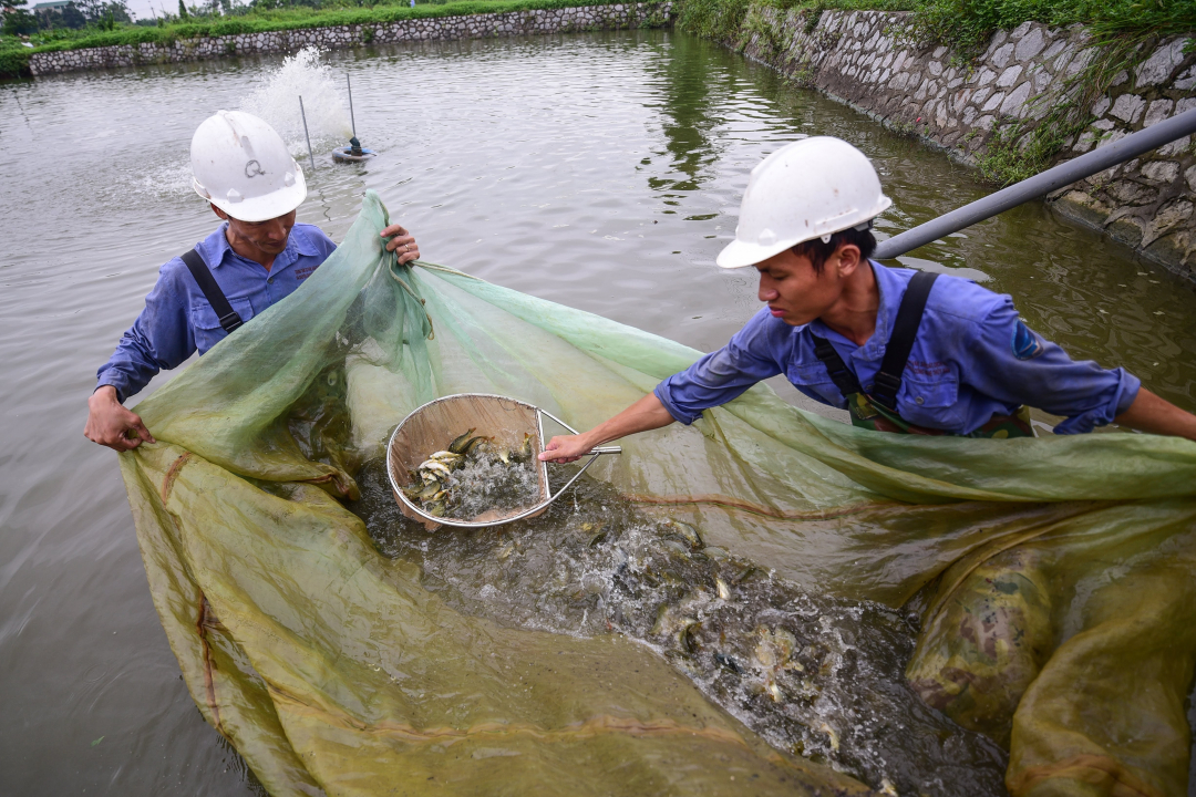 Đại biểu Quốc hội cho rằng, cần xem xét việc bổ sung các đối tượng: như giống vật nuôi, công nghệ sinh học, thủy sản và các loại tảo, nấm, công trùng, ong,… vào Luật SHTT. Ảnh: TL.