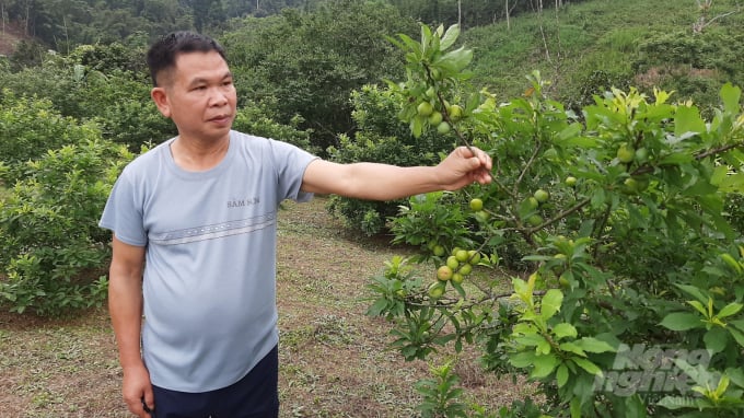 Từ nuôi cá trong rừng, gia đình ông Kiếu trồng thêm được hơn 6ha cây ăn quả và bắt đầu cho thu nhập. Ảnh: Đồng Thưởng.