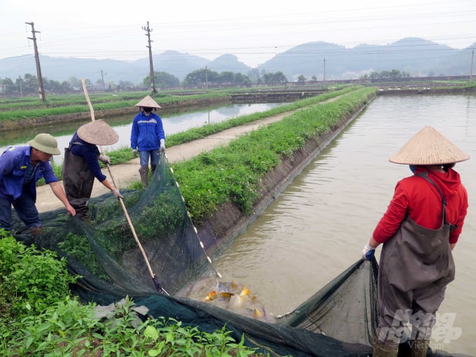 Trại cá giống Cù Vân đảm bảo sản xuất và cung cấp nguồn cá giống chất lượng cho chăn nuôi thủy sản trên địa bàn. Ảnh: Đồng Văn Thưởng.