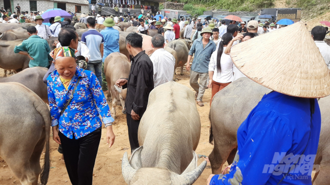 Bà con đến để tìm mua trâu, bò gầy về vỗ béo, sau vài tháng sẽ mang ra bán kiếm lời. Ảnh: Toán Nguyễn.