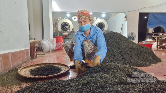 Người sản xuất chè Thái Nguyên chấp nhận chịu vất vả, giảm doanh thu để chuyển từ chè vô cơ sang hữu cơ. Ảnh: Toán Nguyễn. 
