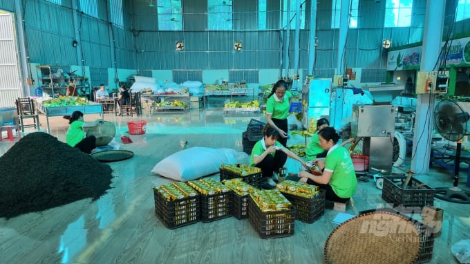 HTX chè La Bằng đang dần khẳng định thương hiệu 'chè sạch' tại Thái Nguyên. Ảnh: Toán Nguyễn.