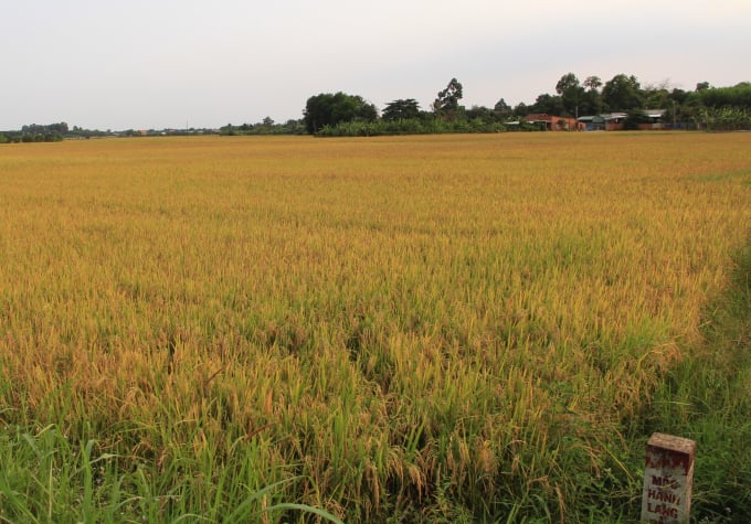 z2378692190591_006515c8330e3999cf576f50a9d14f01-095216_63.jpg Nơi này đất đai màu mỡ, cây cối xanh tươi quanh năm và là một trong các xã, phường hiếm hoi của Bình Dương ít bị tác động bởi công nghiệp. Ảnh: CTV.
