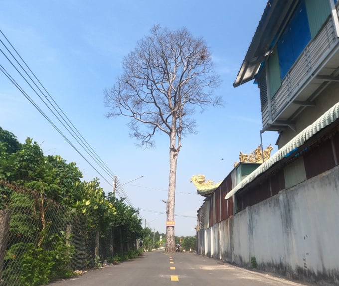 z2378692199943_4e99ca4a9802a44f05c1dcad09d49585-095325_998.jpg Bình Dương kỳ vọng trong tương lai Bạch Đằng trở thành một biểu tượng xanh cho địa phương. Ảnh:CTV.