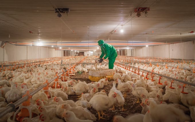 An Industrial chicken farming facility in Tay Ninh. Photo: TL.