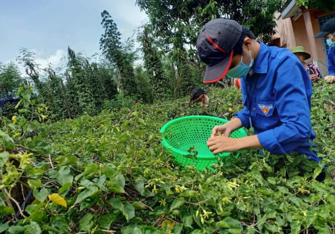 Thanh niên giúp dân thu hoạch nông sản. Ảnh: CTV.
