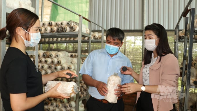 Nấm là loại thực phẩm giàu dinh dưỡng, giá trị kinh tế cao, thời gian gần đây, nhiều người dân Bình Phước chọn loại cây này để phát triển kinh tế. Ảnh: Trần Trung.