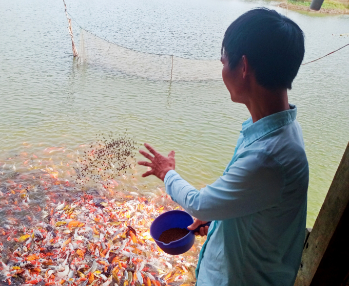 z3161676256306_985c808b02aff123715e7e1fb74a60dd-211012_940.jpg Anh Ngọc bên trang trại cá Koi của mình. Ảnh: Trần Trung.
