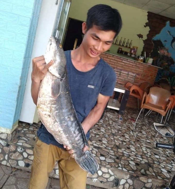 z3162219634864_b7ba781feae12e620743a1b15df0b84f-204350_126.jpg Anh Ngọc từng tự hào với mô hình nuôi cá lốc, song buộc chấp nhận với thất bại. Ảnh: NVCC.