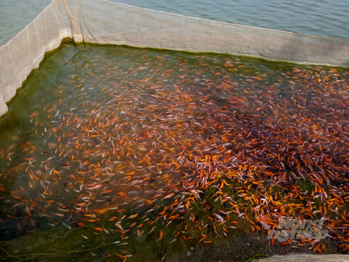 Từ niềm đam mê và kiên trì, cá Koi không ngừng sinh sôi nảy nở. Ảnh: Trần Trung.