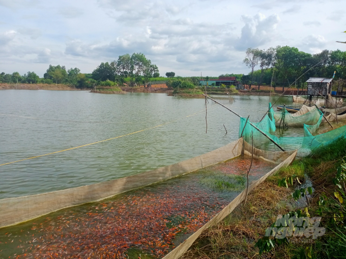 Hiện anh Ngọc đang sở hữu trang trại nuôi cá Koi đầu tiên tại địa phương với diện tích 3 ha. Ảnh: Trần Trung.