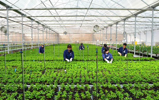 Korea continues to allow E-9 workers with expired contracts to be transferred to do temporary works.