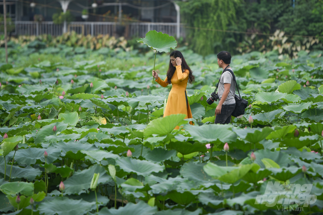 sen-7-083135_199.jpg Áo yếm, áo dài là những trang phục thường được chị em sử dụng mỗi khi chụp ảnh với hoa sen. Các hộ làm đầm sen ở khu vực Hồ Tây hiện nay đang vào mùa kinh doanh chính, mỗi khách vào chụp với sen phải trả 50.000 đồng, chưa kể thu sen về bán để cắm hoặc làm trà.