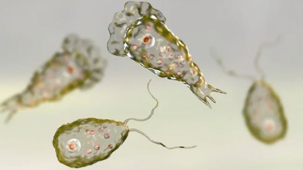 na-nao-121334_813.jpg Hình ảnh mô phỏng về trùng biến hình ăn não Naegleria fowleri. Ảnh: CNN.