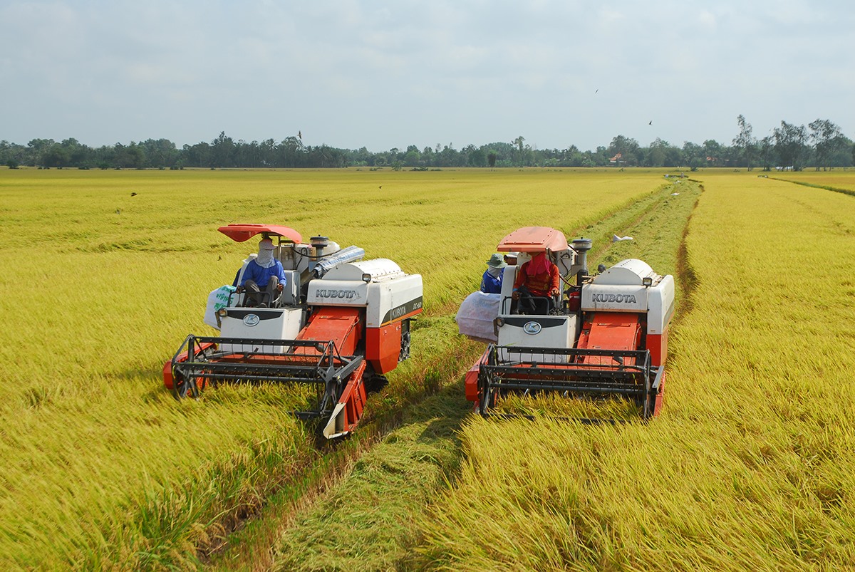 thu-hoach-lua-082541_687.jpg Lúa hè thu ở ĐBSCL giảm cả năng suất, sản lượng và giá bán. Ảnh mang tính minh họa.