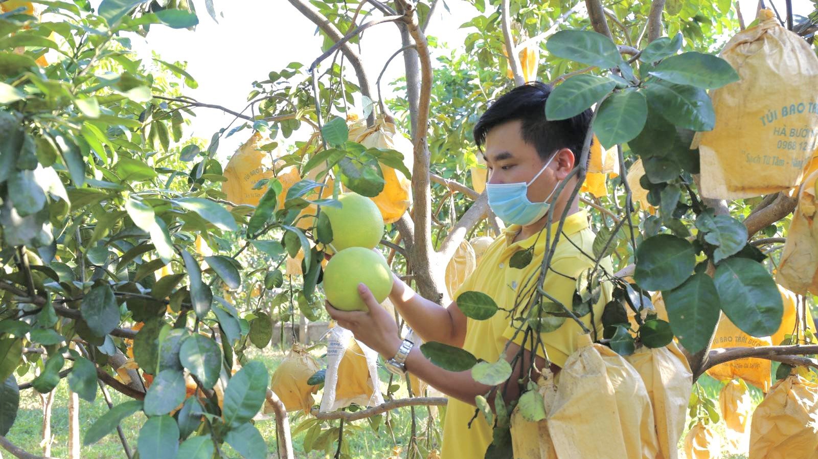 buu-dien-viet-nam-va-cau-chuyen-logistics-cho-nong-san-viet-205635_361.jpg Nhân viên Bưu điện Việt Nam xuống vườn để hiểu nông sản hơn.