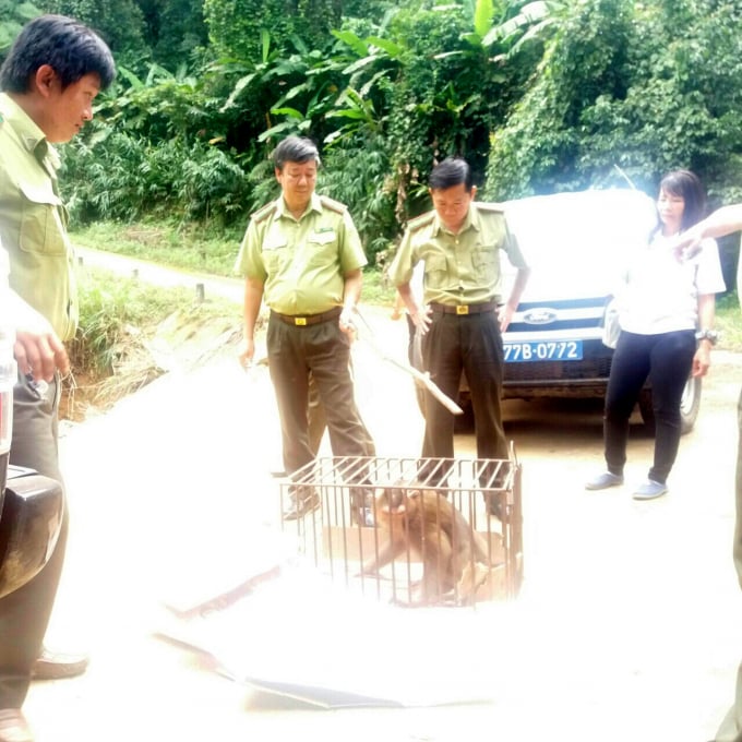 Ngành kiểm lâm Bình Định phối hợp với các ngành chức năng đưa khỉ mốc về Khu bảo tồn thiên nhiên An Toàn. Ảnh: Kiểm lâm Bình Định cung cấp.